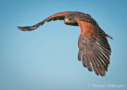 Harris's Hawk by Robert Wilbourn