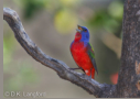 Painted Bunting by D.K. Langford