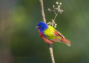 Painted Bunting by Larry Ditto 2015