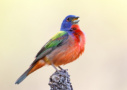 Painted Bunting by Sean Fitzgerald