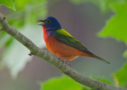 Painted Bunting by Rufous Oliver 2014