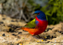 Painted Bunting by Barbara Pickthall 2015