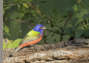 Painted Bunting by Allen Dale 2016