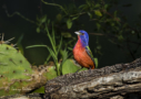 Painted Bunting by Larry Ditto 2016