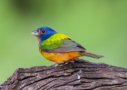 Painted Bunting by Dorothy Dodson 2016