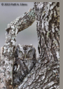 Screech Owl by Patti A. Edens 2013