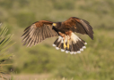 Harris's Hawk by Larry Ditto 2015