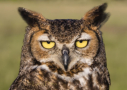 Great Horned Owl by Larry Ditto 2015