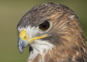 Red-tailed Hawk by Larry Ditto 2015