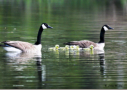 Canada Geese and chicks