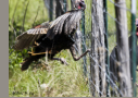 Rio Grande Turkeys fighting through fence